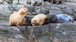 Tierra del Fuego, sea lions mane, Ushuaia, Argentina.