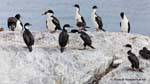 Ushuaia, royal cormorants, Beagle Channel, Argentina.