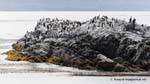 Isle of shags, Ushuaia, Beagle Channel, Argentina.