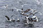 Flock of hungry birds on a sardine shoal, Beagle Channel, Argentina.