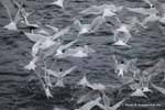 Flight terns hirundinacées a sardine shoal, Ushuaia, Beagle Channel, Argentina.