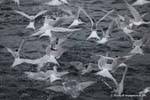 Ushuaia, another view of the birds on a sardine shoal, Beagle Channel, Argentina.
