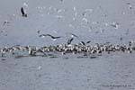 Successful fishing bird eating a sardine shoal, Ushuaia, Beagle Channel, Argentina.
