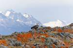 Ushuaia, Upland Goose, Beagle Channel, Argentina.