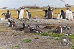 Penguin family in their nest, Beagle Channel, Ushuaia, Argentina.