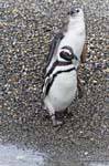 Two Magellanic penguins, Beagle Channel, Ushuaia, Argentina.