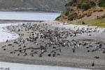 Colony of penguins, penguins, Beagle Channel, Ushuaia, Argentina.