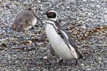 Waddling penguins, Beagle Channel, Ushuaia, Argentina.