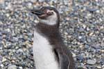 The glance Spheniscus magellanicus, Beagle Channel, Ushuaia, Argentina.