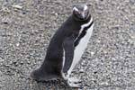 Look penguin, penguins, Beagle Channel, Ushuaia, Argentina.