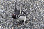 Penguin anger, Beagle Channel, Ushuaia, Argentina.