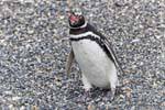 Bec open penguin, Beagle Channel, Ushuaia, Argentina.