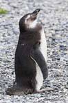 Dodo head high, penguin, Beagle Channel, Ushuaia, Argentina.