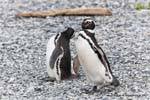 Penguins walk Magellan, Beagle Channel, Ushuaia, Argentina.