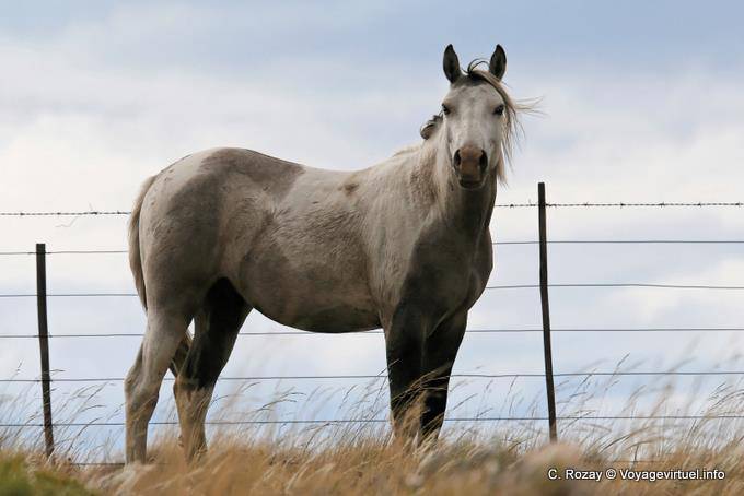 Horse Patagonian to Lago Roca - Argentina