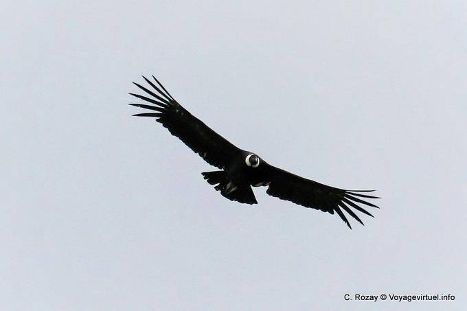 Condor soaring over the hills of lago Roca, El Condor Pasa, El Calafate - Argentina