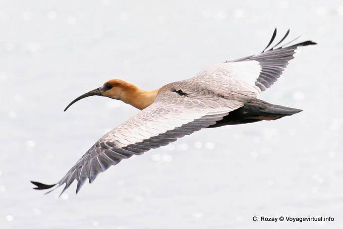 Planing View, Black-faced Ibis, Bandurria, El Calafate - Argentina