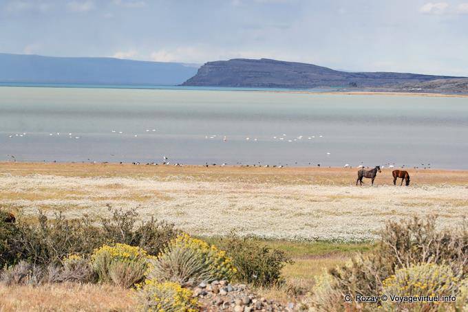 Laguna Nimez, horses and birds, El Calafate - Argentina