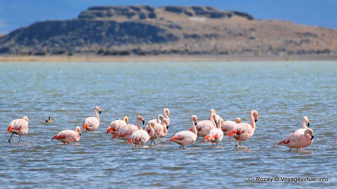 Flamingos flock to rest in Laguna Nimez, El Calafate - Argentina