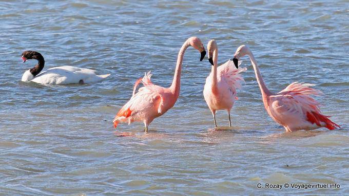 Trio of flamingos talk and black-necked swan, El Calafate Laguna Nimez - Argentina