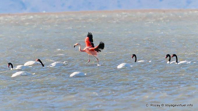 In the midst of a troop of Cygnus melancoryphus, flamingos, El Calafate Laguna Nimez - Argentina