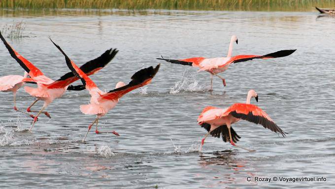 Race off by walking on the water, flamingos Chile, El Calafate Laguna Nimez - Argentina