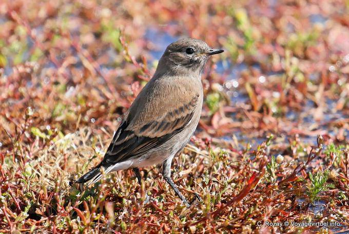 Sparrow genre, El Calafate, Laguna Nimez bird Patagonia - Argentina
