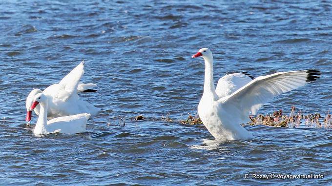 Snow Geese, El Calafate, Laguna Nimez - Argentina