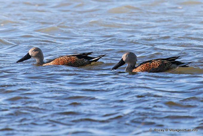 Red Shoveler (Anas platalea), El Calafate, Laguna Nimez - Argentina