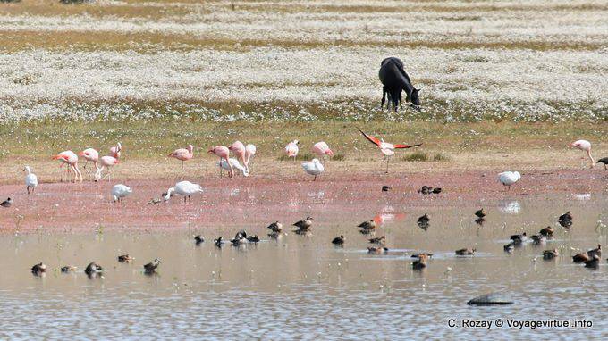 Laguna Nimez, Patagonian birds, El Calafate - Argentina