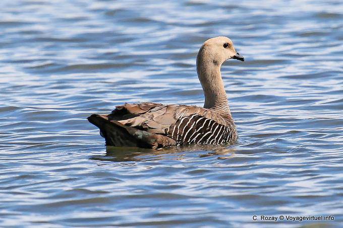 Grey Goose, Laguna Nimez, El Calafate - Argentina
