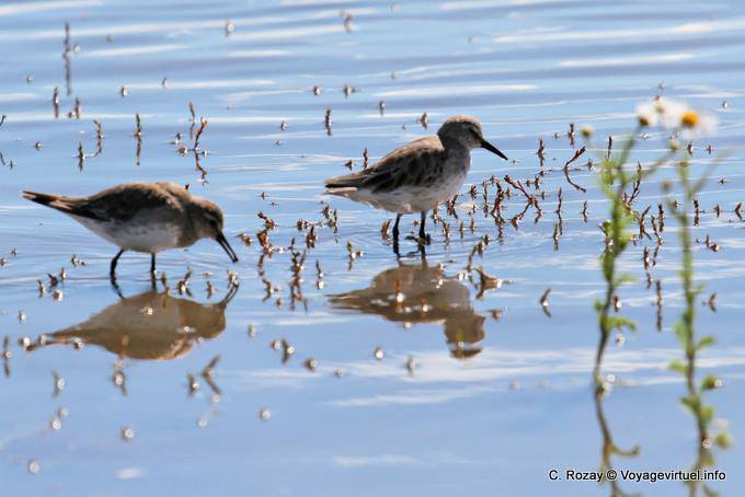 White-rumped Sandpiper (Calidris fuscicollis) laguna Nimez, El Calafate - Argentina
