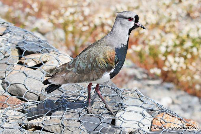 Southern variety with short nuchal crest of lapwing tero, laguna Nimez, El Calafate - Argentina