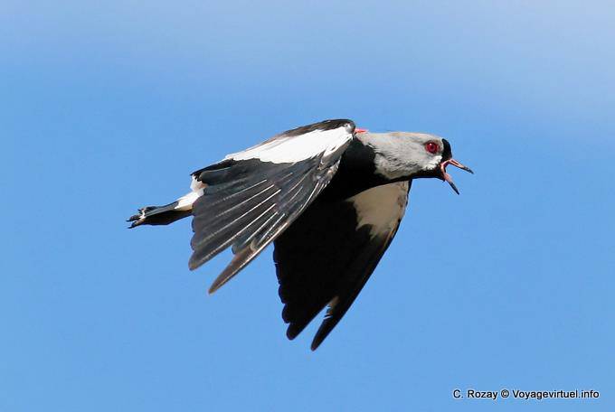 Territorial bird, lapwing tero, laguna Nimez, El Calafate - Argentina