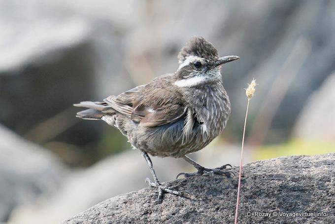 Tehuelche, Cinclodes dark belly, El Calafate - Argentina