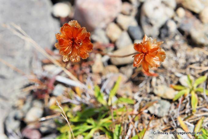 Flora Tehuelche, El Calafate - Argentina