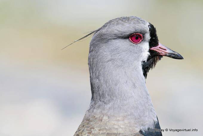 Lapwing Tero, El Calafate - Argentina