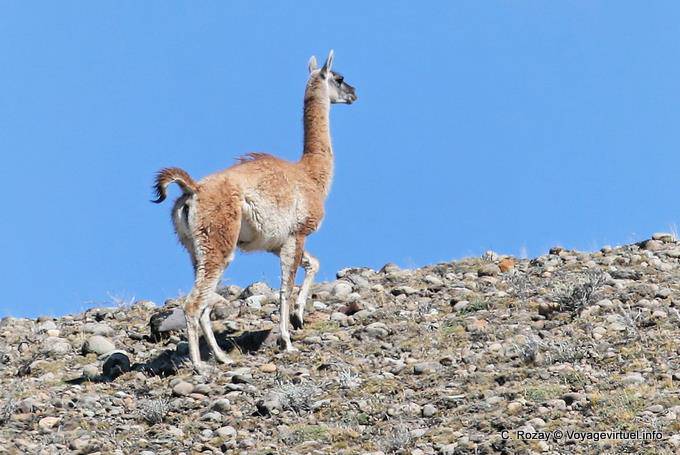 Guanaco only, Lake Viedma - Argentina