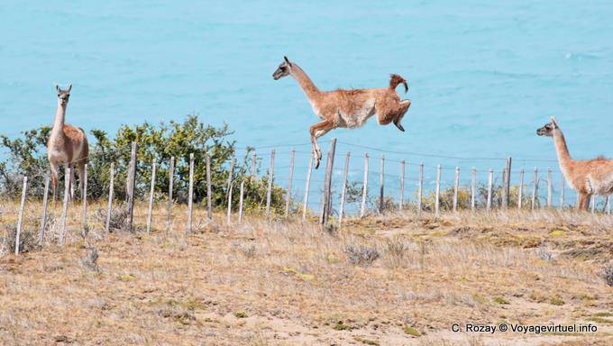 Guanacos the Lago Argentino - Argentina