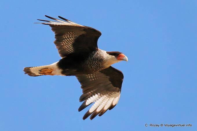 Lake Viedma, Bandurria flight - Argentina