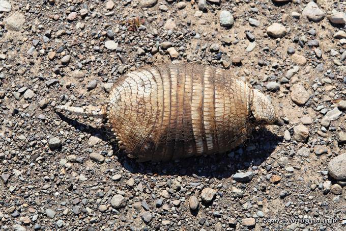 Armadillo Death (Pichi), Lake Viedma - Argentina