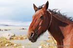 A horse, Laguna Nimez, El Calafate, Argentina.