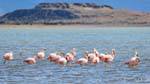 Flamingos flock to rest in Laguna Nimez, El Calafate, Argentina.