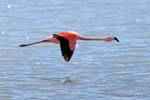 Majestic flight on the waves of the Chilean Flamingo, Laguna Nimez El Calafate, Argentina.
