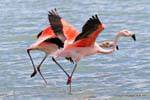 The couple walking on water, Chilean flamingos, El Calafate Laguna Nimez, Argentina.
