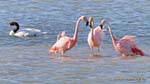 Trio of flamingos talk and black-necked swan, El Calafate Laguna Nimez, Argentina.