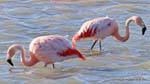 Phoenicopterus chilensis fishing, El Calafate Laguna Nimez, Argentina.