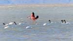 In the midst of a troop of Cygnus melancoryphus, flamingos, El Calafate Laguna Nimez, Argentina.