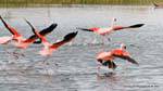 Race off by walking on the water, flamingos Chile, El Calafate Laguna Nimez, Argentina.