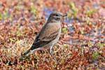 Sparrow genre, El Calafate, Laguna Nimez bird Patagonia, Argentina.